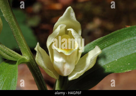 Une orchidée blanche helleborine (Cephalanthera damasonium) pousse à l'hêtre de la forêt mixte sur l'île de Korcula, Croatie, 8 mai 2016. PHOTO : PETER ZSCHUNKE/DPA - AUCUN FIL SERVICE - Banque D'Images