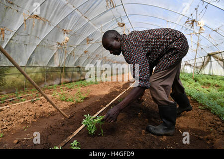 (161016) -- NAKURU, 16 octobre 2016(Xinhua) -- un travailleur local tomate plantes germées dans une maison verte qui est introduit par Gaoqiong expert chinois Liu au Kenya à l'Université d'Egerton à Nakuru, Kenya, le 14 octobre 2016. Comme les relations sino-africain sont de plus en plus forts au cours des dernières années, de plus en plus de Chinois et les entreprises investissent dans les pays africains avec leurs fonds, de connaissances et de compétences pour aider l'Afrique à lutter contre la pauvreté. (Xinhua/Sun Ruibo) Banque D'Images