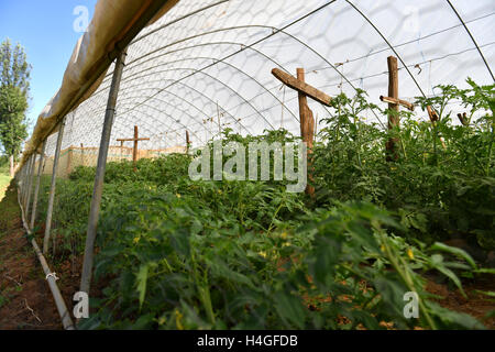 (161016) -- NAKURU, 16 octobre 2016(Xinhua) -- Photo prise le 14 octobre 2016 montre une maison verte pour les tomates qui est introduit par Gaoqiong expert chinois Liu au Kenya à l'Université d'Egerton à Nakuru, au Kenya. Comme les relations sino-africain sont de plus en plus forts au cours des dernières années, de plus en plus de Chinois et les entreprises investissent dans les pays africains avec leurs fonds, de connaissances et de compétences pour aider l'Afrique à lutter contre la pauvreté. (Xinhua/Sun Ruibo) Banque D'Images