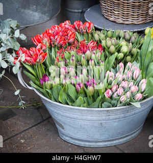 Bouquet de tulipes au printemps dans un panier métal. tulipes blanches dans un panier Banque D'Images