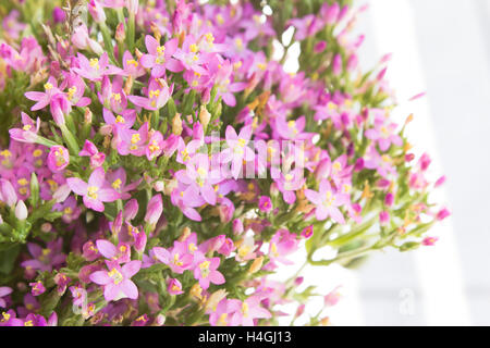 Centaurée Centaurium erythraea commune ( ) des fleurs. Banque D'Images