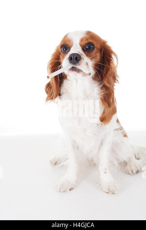 Cavalier King Charles Spaniel studio de photos, avec des chiens et des objets spéciaux. Fond blanc photos RF et RM. Banque D'Images