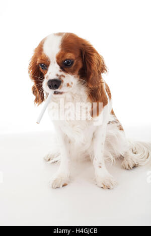 Cavalier King Charles Spaniel studio de photos, avec des chiens et des objets spéciaux. Fond blanc photos RF et RM. Banque D'Images