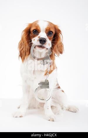 Cavalier King Charles Spaniel studio photos contre la cruauté envers les animaux. l'amour des animaux. chien avec des menottes illustrent la criminalité. Banque D'Images