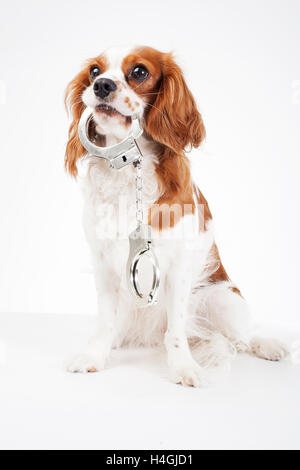 Cavalier King Charles Spaniel studio photos contre la cruauté envers les animaux. l'amour des animaux. chien avec des menottes illustrent la criminalité. Banque D'Images