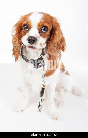 Cavalier King Charles Spaniel studio photos contre la cruauté envers les animaux. L'amour des animaux. Chien avec des menottes illustrent la criminalité. Banque D'Images