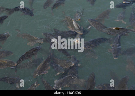 , Nainital Uttarakhand, Inde- Novembre 11, 2015 : Le rorqual à bosse en poissons Mahseer Naini Lake, Uttarakhand, Nainital, Inde. Banque D'Images