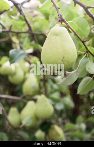 Poire mûre accroché sur une branche Banque D'Images