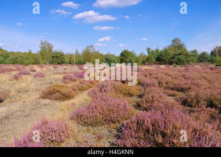 Blühende Heidelandschaft im Spätsommer - Heath paysage avec la floraison de la Bruyère, Calluna vulgaris Banque D'Images