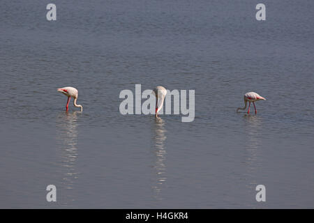 Trois têtes de flamants roses dans l'eau l'alimentation fenicottero Phoenicopterus ruber dans Comacchio le Delta du Po en Italie par Ruth Swan Banque D'Images