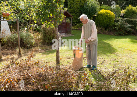 Réduire les arbres taillés en automne en petites longueurs des rameaux d'être recueillies dans le jardin refuge pour être compostés par vieux gentleman Banque D'Images