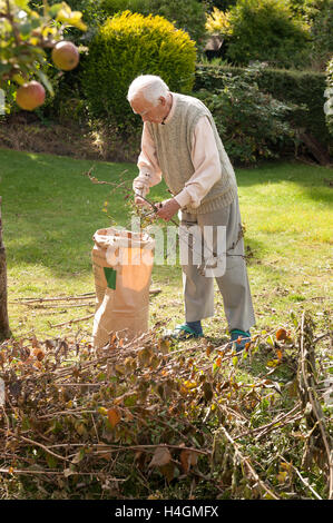 Réduire les arbres taillés en automne en petites longueurs des rameaux d'être recueillies dans le jardin refuge pour être compostés par vieux gentleman Banque D'Images