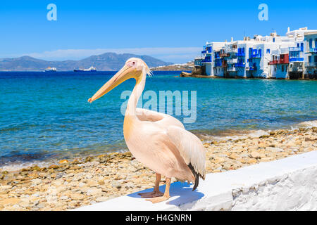 Célèbre oiseau pelican posant pour des photos avec plage dans la ville de Mykonos, Cyclades, Grèce Banque D'Images