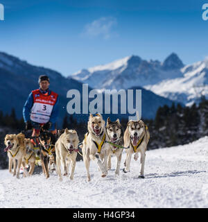 SARDIERES VANOISE, FRANCE - 20 janvier 2016 - LA GRANDE ODYSSEE le plus dur de la course de chiens en savoie Mont-Blanc, Daniel JUILLAGUE Banque D'Images