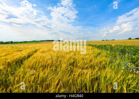 Belle couleur dorée, champ de blé avec des nuages blancs sur le ciel bleu en été paysage près de Cracovie, Pologne Banque D'Images