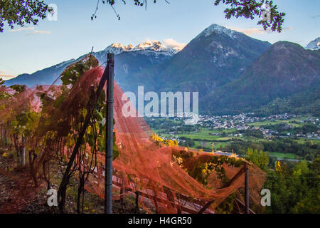 Vue depuis le vignoble bio et biodynamique des Granges, près de nus & Fenis, surplombant Fenis, région de la vallée d'Aoste, en Italie. Banque D'Images