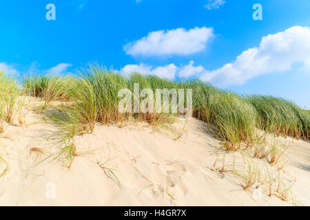 L'herbe verte sur les dunes de sable, l'île de Sylt, Allemagne Banque D'Images