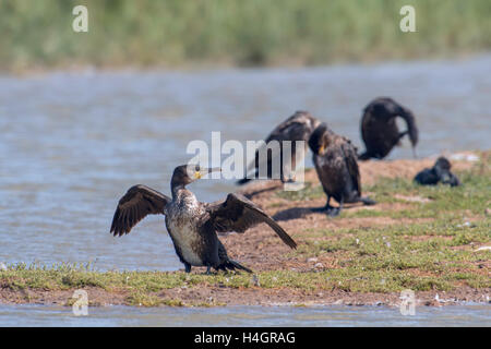 Groupe des grands cormorans (Phalacrocorax carbo) le repos et le séchage de l'aile. Banque D'Images