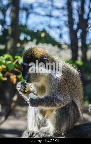 L'Afrique de l'alimentation et un singe - Chlorocebus aethiops - le grivet (Chlorocebus aethiops), également connu sous le nom de singe vert africain et Banque D'Images