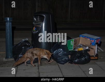 Le renard roux, l'Urbain (Vulpes vulpes), fouilles des sacs poubelle pour déchets alimentaires dans la nuit dans la rue, Londres, Royaume-Uni Banque D'Images