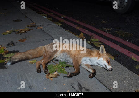 Le renard roux (Vulpes vulpes), se trouve, sur la route morte suite à une collision avec un véhicule, Londres, Royaume-Uni Banque D'Images