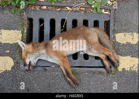 Le renard roux (Vulpes vulpes), se trouve, sur la route morte suite à une collision avec un véhicule, Londres, Royaume-Uni Banque D'Images