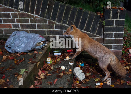 Le renard roux, l'Urbain (Vulpes vulpes), fouilles des sacs poubelle pour déchets alimentaires dans la nuit dans un jardin sur le devant, Londres, Royaume-Uni Banque D'Images