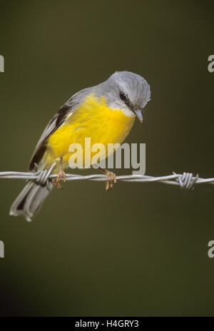 Miro à poitrine jaune Eopsaltria australis),(,perché sur les fils barbelés à la recherche d'insectes, New South Wales, Australie Banque D'Images