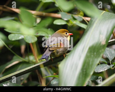 Pekin colorés oiseau Robin perché sur branche d'arbre Banque D'Images