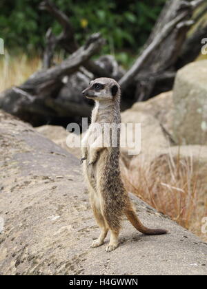 Meerkat debout sur regarder dans la faune réserver Banque D'Images