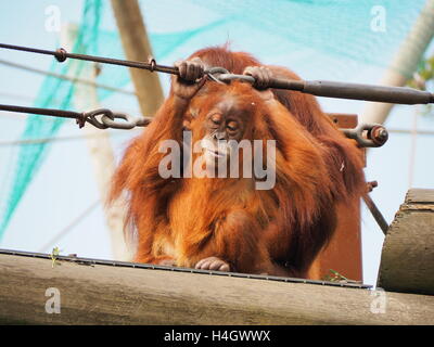 Orang-outan mère s'occupe de son bébé dans la faune réserver