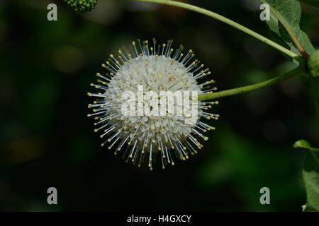 Céphalanthe occidental (Cephalanthus occidentalis) Banque D'Images