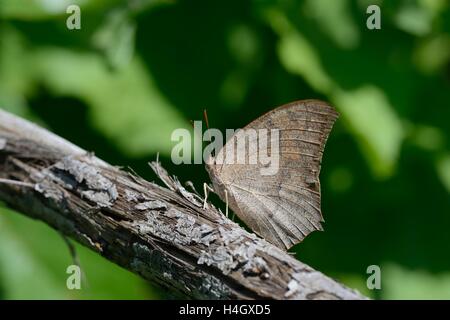 - Leafwing Goatweed Anaea andria Banque D'Images