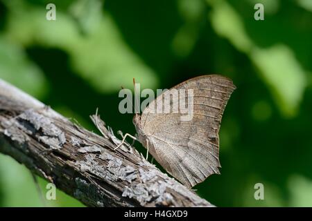 - Leafwing Goatweed Anaea andria Banque D'Images