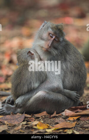 Les balinais Long-Tailed Macaque Banque D'Images