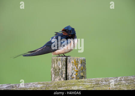 Hirondelle rustique Hirundo rustica / Rauchschwalbe ( ) perché sur une vieille clôture en bois en face de nice clean fond vert. Banque D'Images