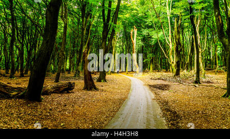 Les randonnées à pied ou à vélo à travers les forêts et les champs de bruyère de la région de Veluwe aux Pays-Bas dans la province de Gueldre Banque D'Images