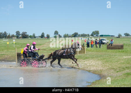 Les essais de conduite à cheval Club (Australie) l'événement Marathon. Banque D'Images