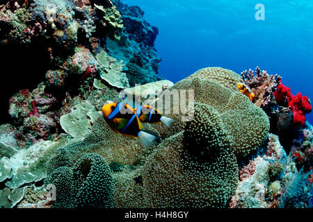 Les poissons clowns ou rose rose poisson clown (Amphiprion perideraion), Palau, Micronesia, Pacific Banque D'Images