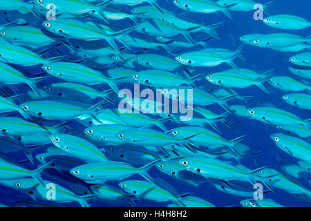 Bleu et or de l'école de fusiliers (Caesio caerulaurea), Canal allemand, Palau, Micronesia, Pacific Banque D'Images