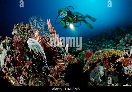 L'observation d'un plongeur poisson lion Pterois volitans (rouge), Maldives, océan Indien Banque D'Images