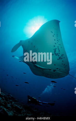 Manta (Manta birostris) et d'un plongeur, Maldives, océan Indien Banque D'Images