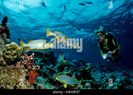 Scuba Diver Coral Reef, Maldives, océan Indien Banque D'Images