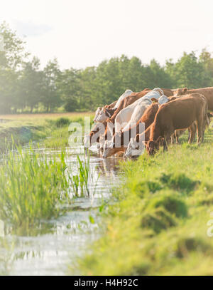 Troupeau de vaches au pâturage, l'eau potable d'une rivière, la Suède Banque D'Images