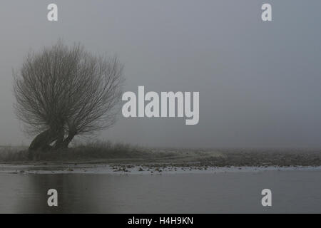 Champs inondés avec de vieux arbres pollard sur un matin d'hiver gris brumeux typique au Bas-rhin, Rhénanie du Nord-Westphalie, Allemagne. Banque D'Images