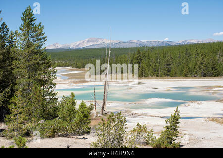 Bassin en porcelaine à Norris Geyser Basin, Parc National de Yellowstone, Wyoming, United States Banque D'Images