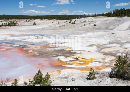 Bassin en porcelaine à Norris Geyser Basin, Parc National de Yellowstone, Wyoming, United States Banque D'Images