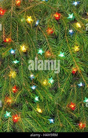 Des lumières de Noël sur les branches d'arbre sapin vert Banque D'Images