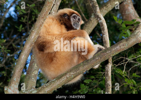 Une main blanche gibbon (Hylobates lar) assis dans un arbre Banque D'Images