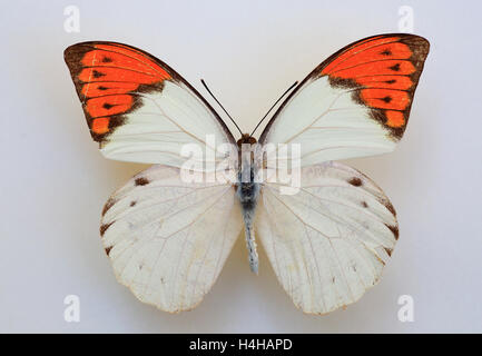 Grande pointe Orange (Hebomoia glaucippe) spécimen isolé Banque D'Images